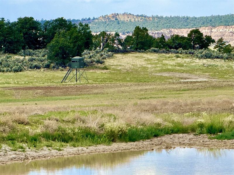 Unit 6A Elk Mule Deer Mossback : Regina : Sandoval County : New Mexico