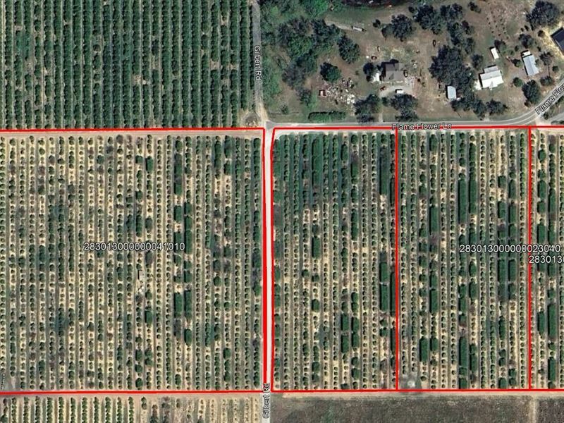 Turnkey 30 Acre Citrus Grove : Lake Wales : Polk County : Florida