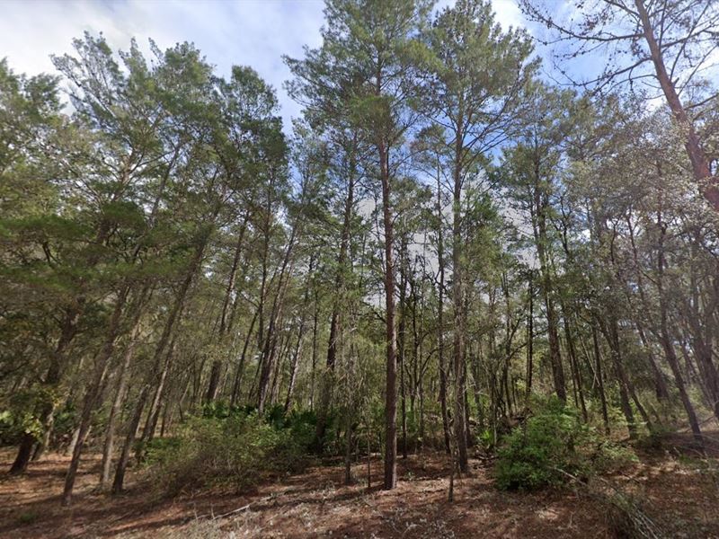 Start Building for $199 Down : Interlachen : Putnam County : Florida