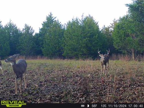 54 Hunting or Recreational Acres : Huggins : Texas County : Missouri