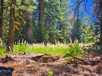 Home with Camping in No Flood Risk : Alturas : Modoc County : California