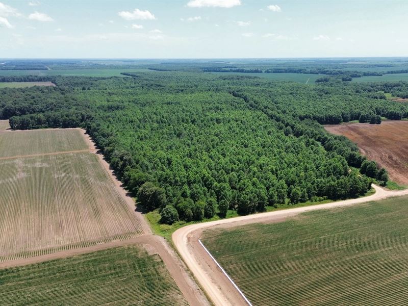 72.7 Acres in Leflore County in Dod : Doddsville : Leflore County : Mississippi