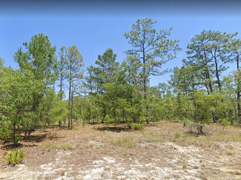 Florida Beauty $299 Down Today : Dunnellon : Marion County : Florida