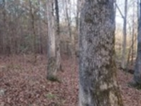 Fletcher Farms 5 : Forsyth : Monroe County : Georgia