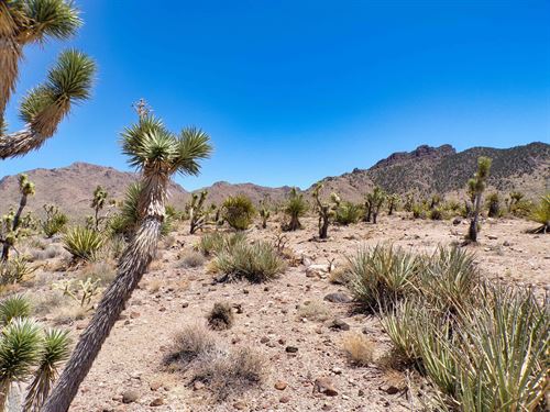 Your 1.07 Parcel of Arizona Freedom : Dolan Springs : Mohave County : Arizona