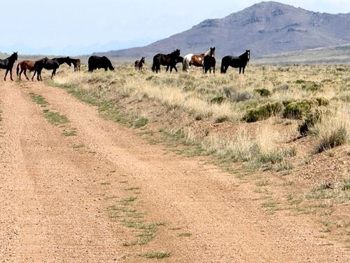 Watch Wild Horses : Antonito : Costilla County : Colorado