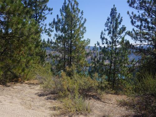 Porcupine's Timbers : Davenport : Lincoln County : Washington