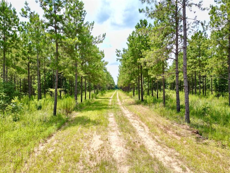 130 Acres Randolph Co : Coleman : Randolph County : Georgia