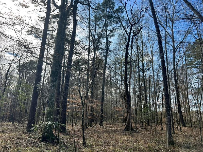 110 Acres in Scott County, MS : Forest : Scott County : Mississippi