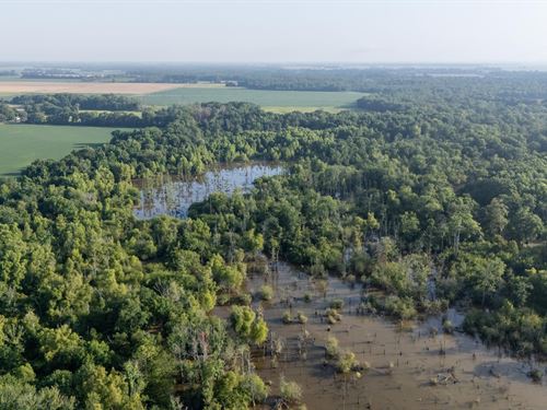 Big Creek Bottoms : Marvell : Phillips County : Arkansas
