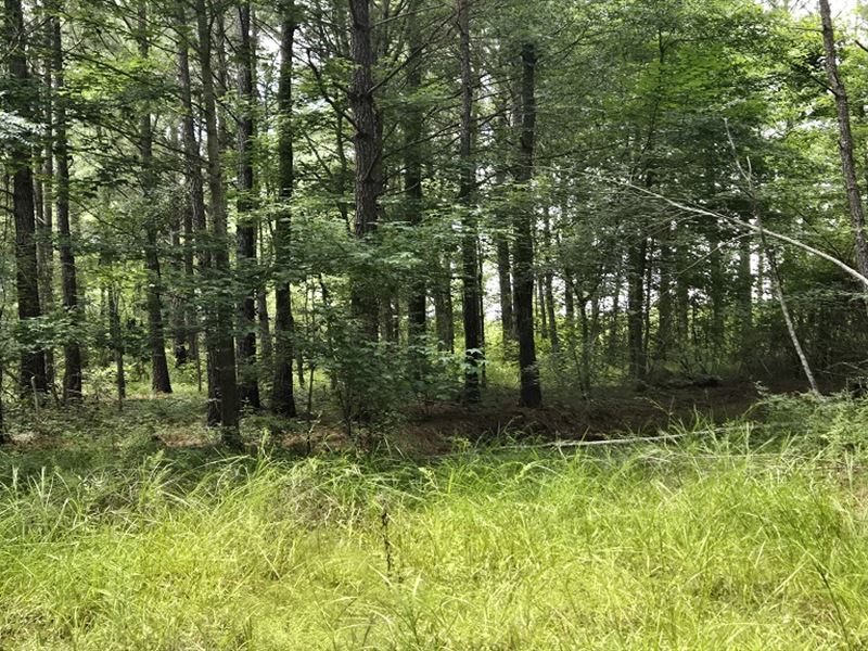 Oakbend Tract : Rockledge : Laurens County : Georgia