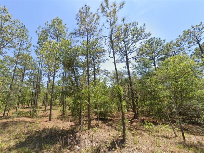 $99 Down Land Sale, Move Fast : Dunnellon : Marion County : Florida