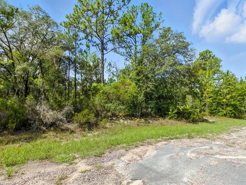 Pine Ridge Residential Lot Ready : Pine Ridge : Citrus County : Florida