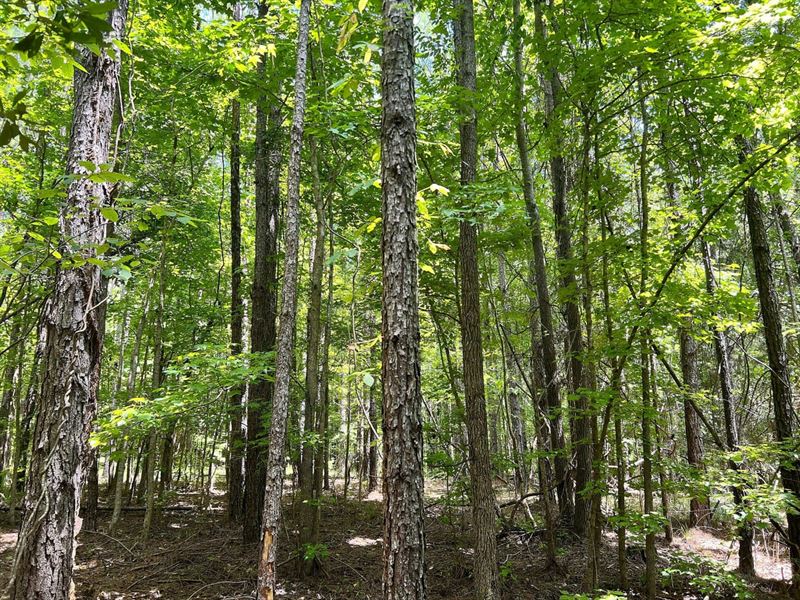 3-056 Woodley Road Farmstead : Ramer : Montgomery County : Alabama