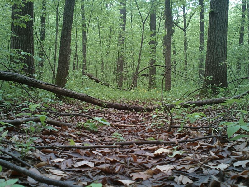Wooded Hideaway, 13.2 Acres in TN : Baxter : Putnam County : Tennessee
