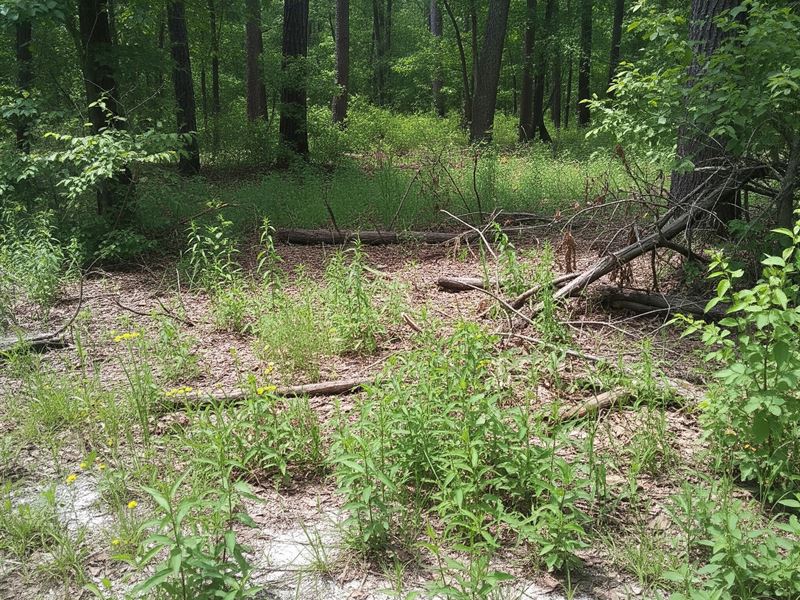 Large Wooded Tract, Pond, SC : Pamplico : Florence County : South Carolina