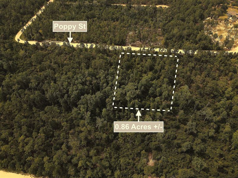 Nature Meets Opportunity : Marianna : Jackson County : Florida