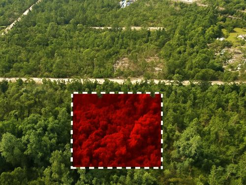 Nature Meets Opportunity : Marianna : Jackson County : Florida