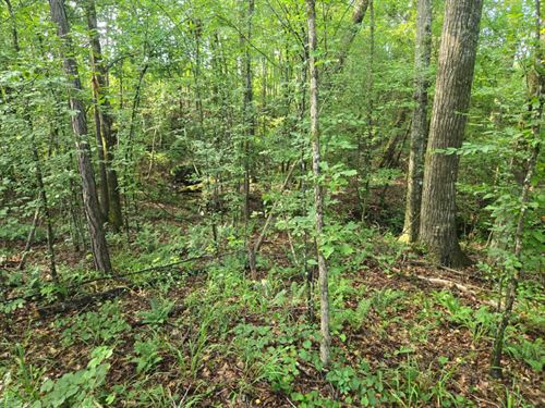 Dickert Tract 2/3 : Wadley : Randolph County : Alabama