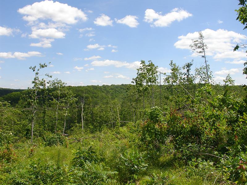 Bordering National Forest, $999 Dwn : Bunker : Shannon County : Missouri