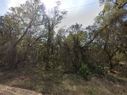 Raw Land Steal, $199 Down Only : Interlachen : Putnam County : Florida