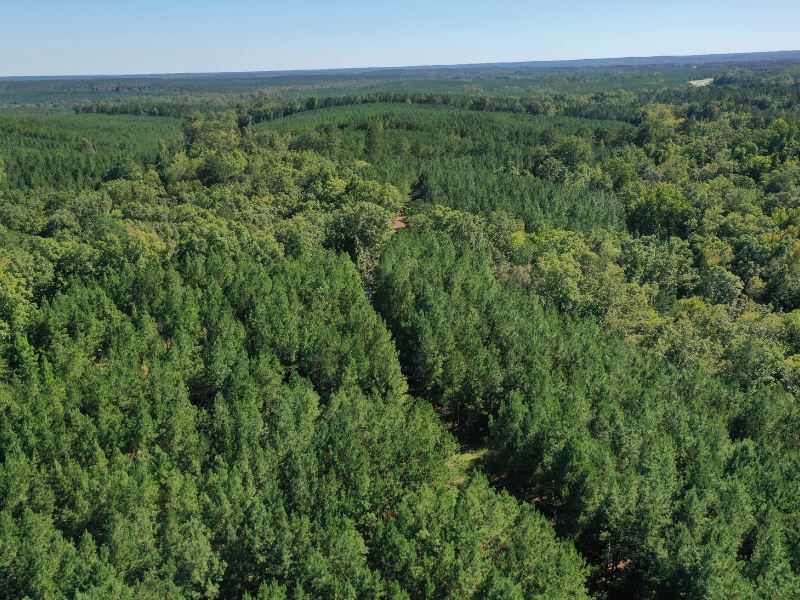 Flint Forest Parcel 3 : Roberta : Crawford County : Georgia
