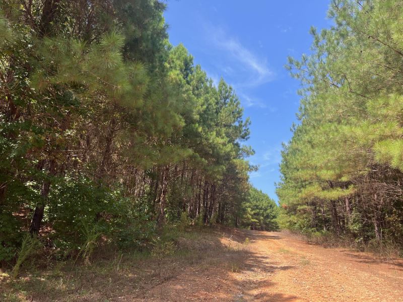 Flint Forest Parcel 4 : Roberta : Crawford County : Georgia