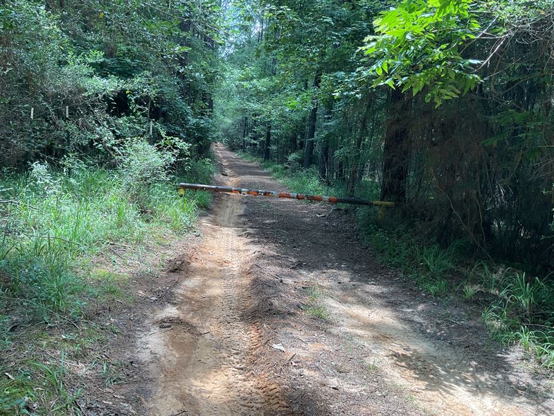 Burnout Road Tract 2-154.19 Acres : Brantley : Crenshaw County : Alabama