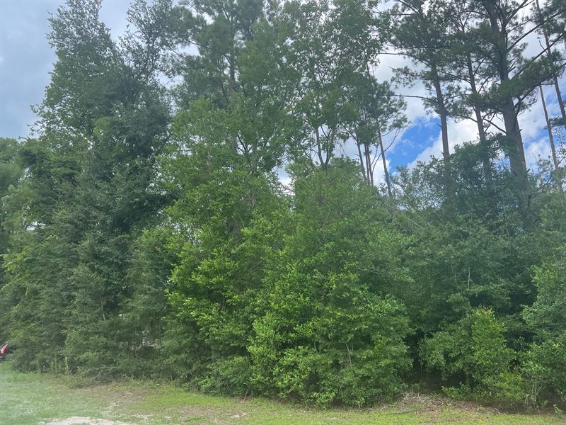 Homesite with Power on Site : Live Oak : Suwannee County : Florida