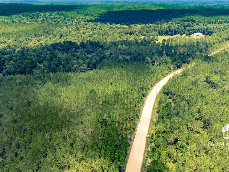 47 Ac Homesite with Timber, Power : Hosford : Liberty County : Florida