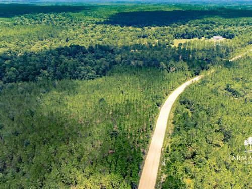 47 Ac Homesite With Timber, Power : Hosford : Liberty County : Florida