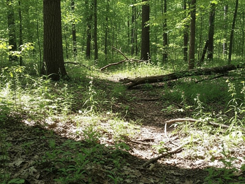 3.87 Acres Wooded Lot in Lexington : Lexington : Lexington County : South Carolina