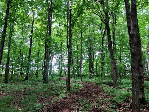 5 Acres West of Prentice : Catawba : Price County : Wisconsin