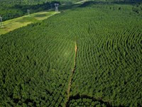 Bartow Pines : Bartow : Jefferson County : Georgia