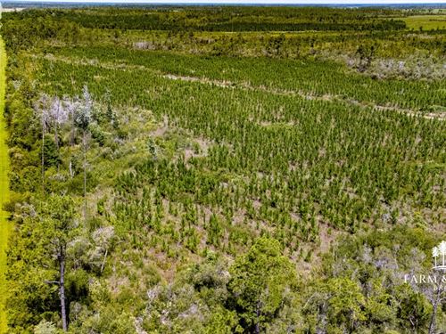 9 Ac Mini-Farm Homesite Lot Near Gu : Wewahitchka : Gulf County : Florida