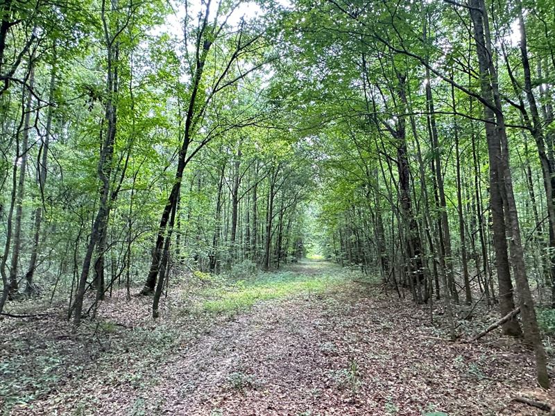 The Hunter Loop Tract, 407 Acres : Montgomery : Montgomery County : Alabama