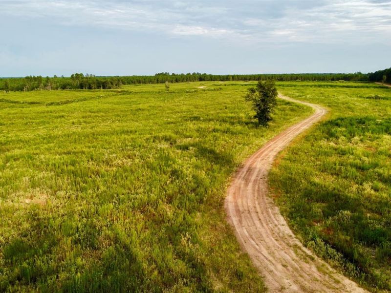 Polk County, 101 Acres : Livingston : Polk County : Texas