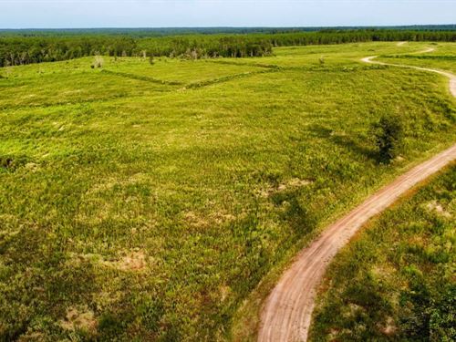 Polk County, 80 Acres : Livingston : Polk County : Texas