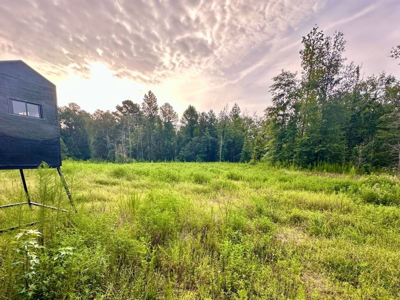 Polk County, 138 Acres : Livingston : Polk County : Texas
