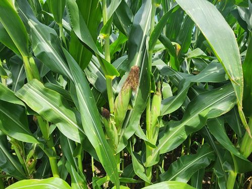 197Ac Crop Production, Big Bucks : Nelson : Saline County : Missouri