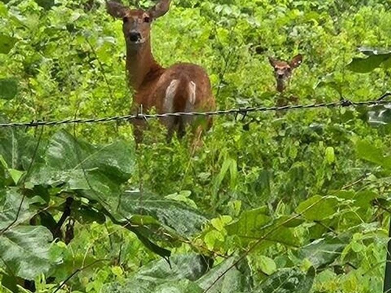 160 Acres, 4 Bed/2 Bath, Shop, Past : Summersville : Texas County : Missouri