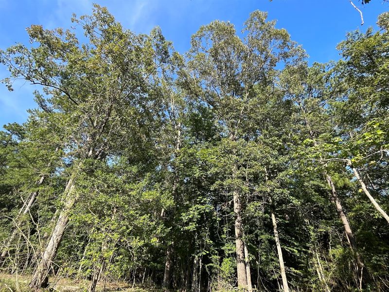 23.85 Acres in Wayne County, MS : Waynesboro : Wayne County : Mississippi