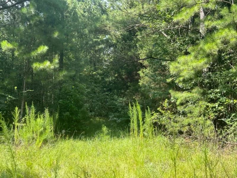 11.7 Acres in Jasper County, MS : Rose Hill : Jasper County : Mississippi
