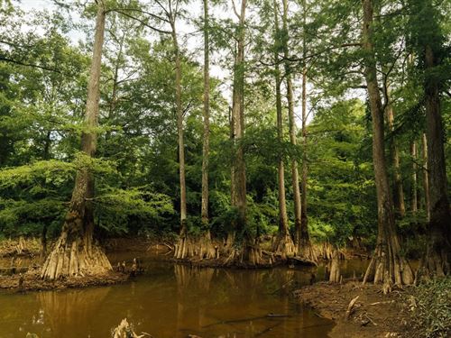 1,304 Acres With a Cabin in Madison : Pickens : Madison County : Mississippi