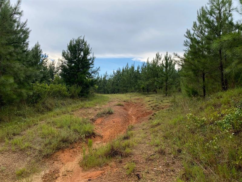 38.47 Acres in Washington County : Bartow : Washington County : Georgia