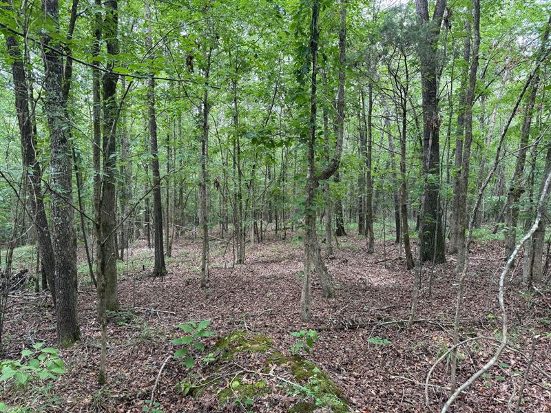 9.5 Acres in Lafayette County, MS : Oxford : Lafayette County : Mississippi