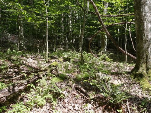 Tucked Away Creek Lot, NC : Creston : Ashe County : North Carolina