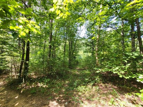 Creek, Woods, Private : Pikeville : Bledsoe County : Tennessee