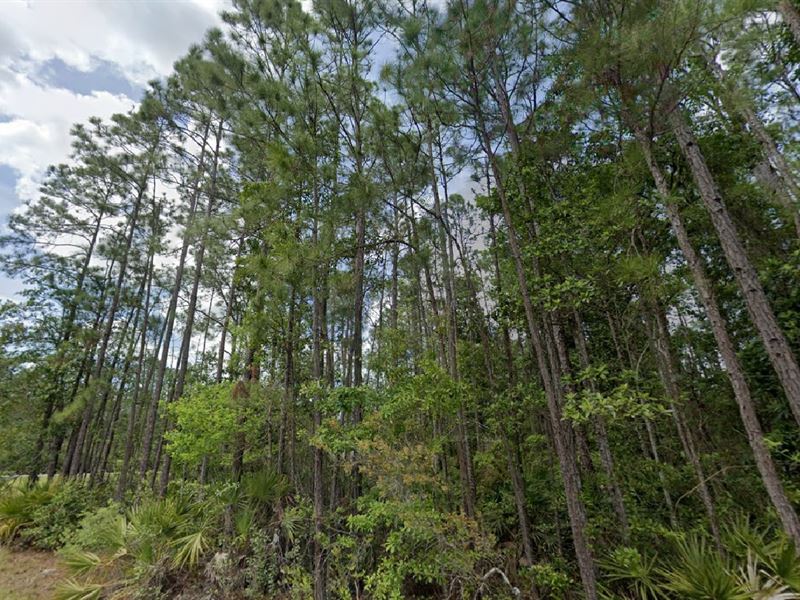 Farm Life Starts at $499 Down : Palatka : Putnam County : Florida