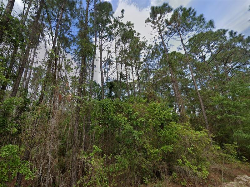 Farm & Build for Just $499 Down : Palatka : Putnam County : Florida
